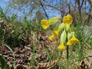 63 Primula veris- Primula odorosa